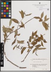 Foto von Salix excelsa S. G. Gmel.